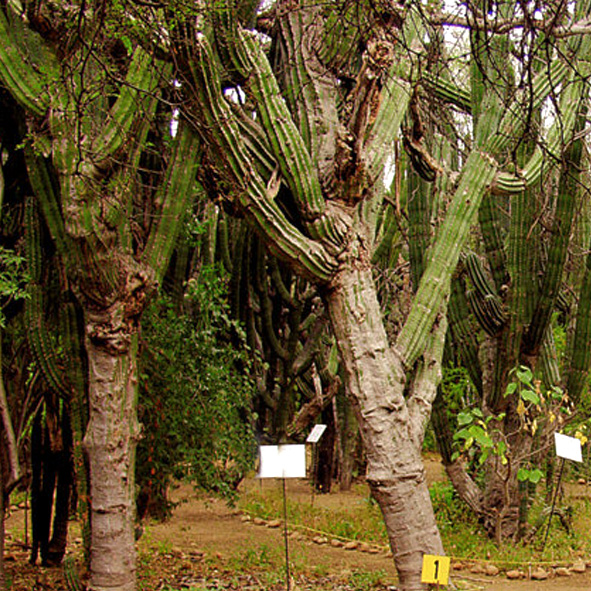 Santuario de los Cactus